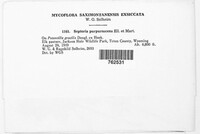 Septoria purpurascens image
